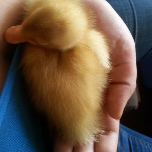 Indian Runner duckling