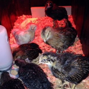 3 weeks old. Can't wait to see what my Ameraucanas are gonna look like....I have 2 of them and thus far they are the friendliest .... One is white you can see her in the left back....... From front to back on the floor- golden laced Wyadonette , cuckoo marans, speckled Sussex, Ameraucana, ....... On the roost front to back- Barnevelder, Ameraucana , Cuckoo Marans with the evil eyes
