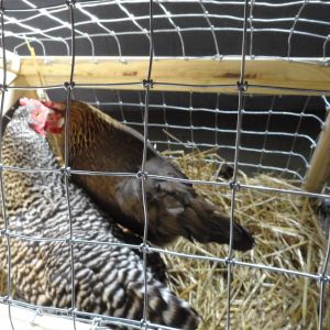 Brown Leghorn and Barred Plymouth Rock at Ag. Expo to 3rd and 4th grader to learn about poultry.