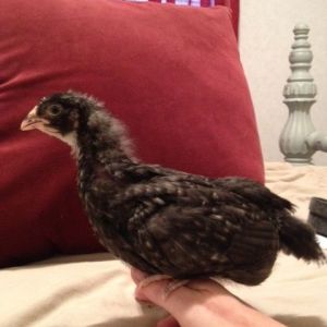 Cuckoo Marans