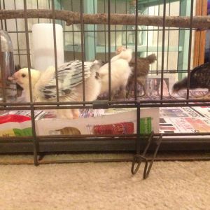 Spending time in dog kennel while momma cleans out brooder