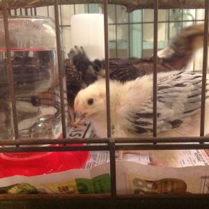 I think she's a he.... Columbian Wyadonette