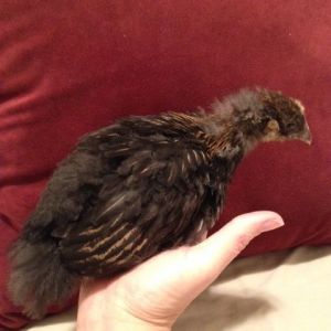 Golden Laced Wyadonette 3 weeks old