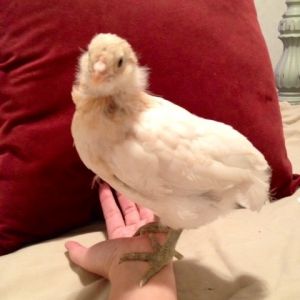 Ameraucana 3 wks old