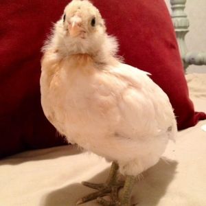 Ameraucana 3 wks old ... Aww she gonna be a beautiful girl