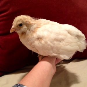 Ameraucana 3 wks old