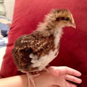 Speckled Sussex 3 wks old