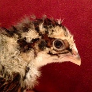 Barnevelder 3 wks old