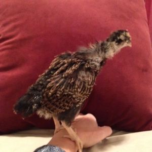 Barnevelder 3 wks old.... These little girls won't be still... Very skittish and moving about..
