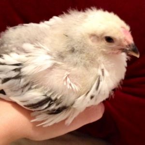 Columbian Wyadonette ... 3 wks old. I think she's a he