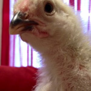 Columbian Wyadonette ... 3 wks old. I think she's a he