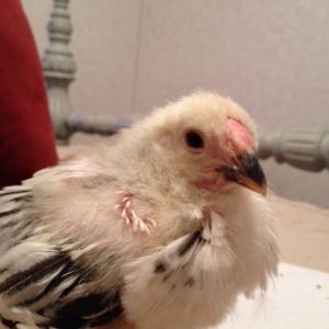 Columbian Wyadonette ... 3 wks old. I think she's a he