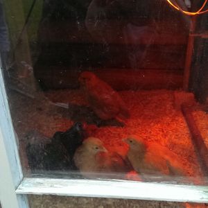 Chicks getting coop trained, we got a cold front that came through so their light had to go with them.
