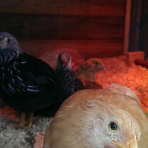 Peppa being sweet and wanting a close up, this week they grew so much and they are so much friendlier! All the petting and feeding them from my hands has paid off.
