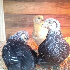 Lady Mary preening her feathers and Jemima giving me a proud look.