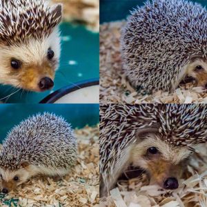 Albert the hedgehog, he is my pet and I really love him.