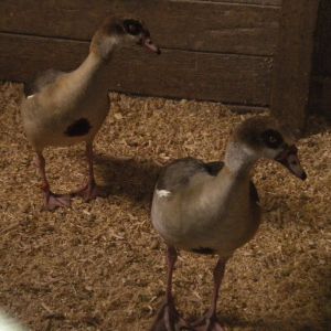 Kumquat and Clementine (lol) my  cute and beautiful pair of Egyptian geese.
