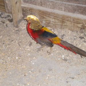Fargus the red golden pheasant. He always runs around the room courting the other pheasants, he really has a happy personality and a good life.