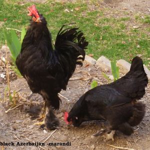 black azerbaijan breed