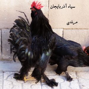 black azerbaijan breed