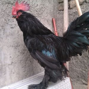 black azerbaijan breed