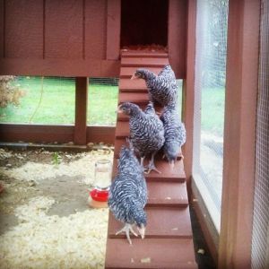 11 weeks old. First day in the new coop