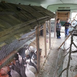 My boys admiring the teenage guineas and bantams in our brooder.