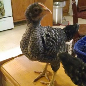 5 week old Barred Rock...or do I look like a roo or hen?