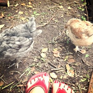 Sylvie, my Blue Maran, and Nanette, the Salmon Faverolle getting some outside time.