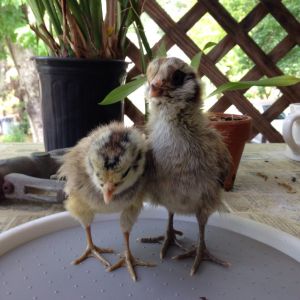 Betty Sue on the left, Razzle Dazzle Rose on the right
We call her Rosie or Raz or anything that is shorter. ;)