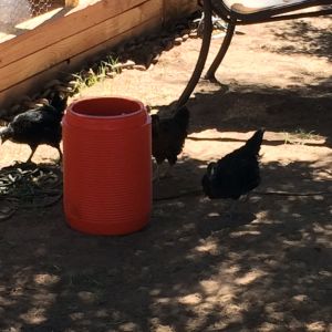 Playing outside the coop, wanting what's in the bucket.