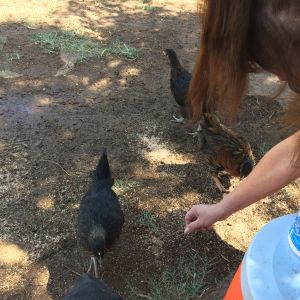 Mom visiting 2, handing out treats.
