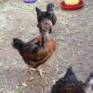 Hi what are you doing in our coop.