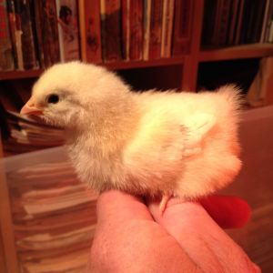 My first chick!  A California White.  One a two