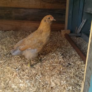 Edwina is the most skittish of all my chicks, I let her go at her own pace so that she can feel safe :D