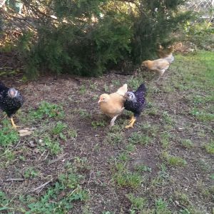 When one of them finds a bug they are all VERY excited!