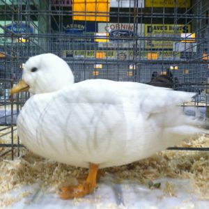 White cockerel at show