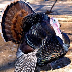 *One of my turkeys!