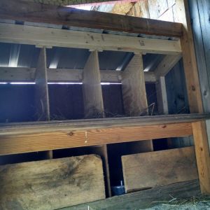 Inside view of my nest boxes. Bottom row is blocked off till the new chicks move in later.