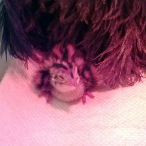 Loved snuggling into feather duster