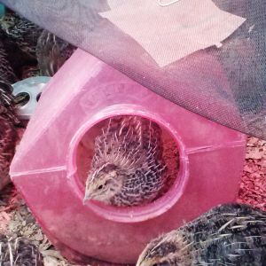 About 3 weeks old taking a dust bath in a chinchilla bath house. 4/08/14