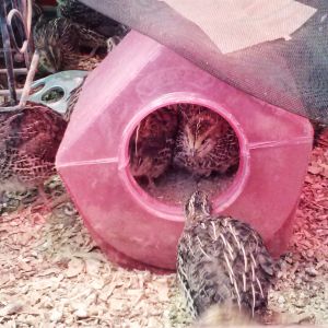 About 3 weeks old taking a dust bath in a chinchilla bath house. 4/08/14