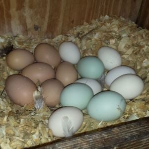 Some of the eggs