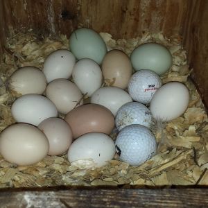 More of the eggs