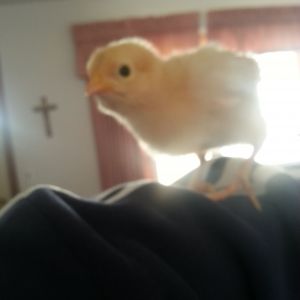 This is Coconut,  She is definitely the more dominant one.  She loves being held and out of the brooder!