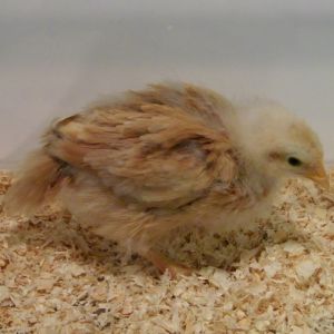 Buff Orptington @ 3 wks