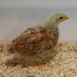 New Hampshire Red @ 3 wks