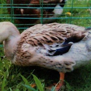 Penny my silver appleyeard hen