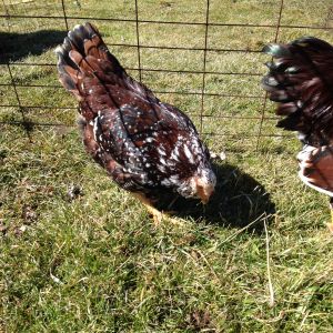 Shot of the Russian Orlof Hen