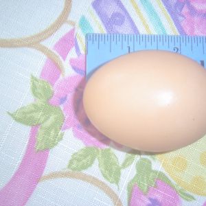 fat egg